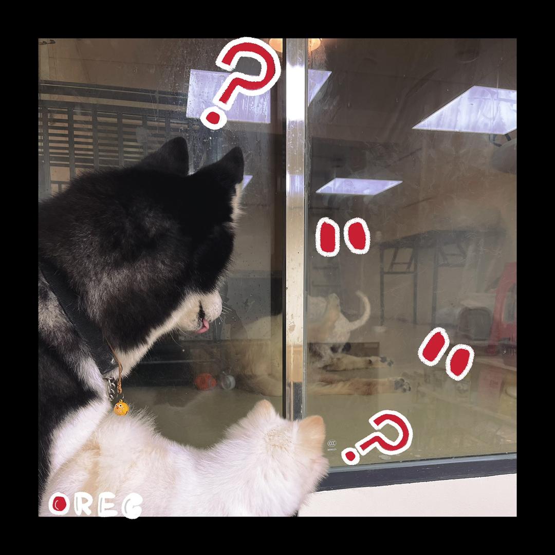 莉莉（日常号）