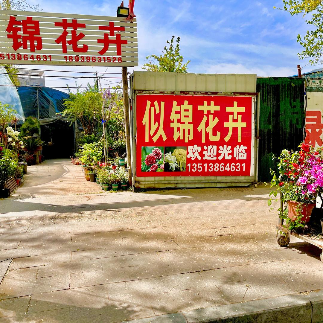 正阳似锦花卉