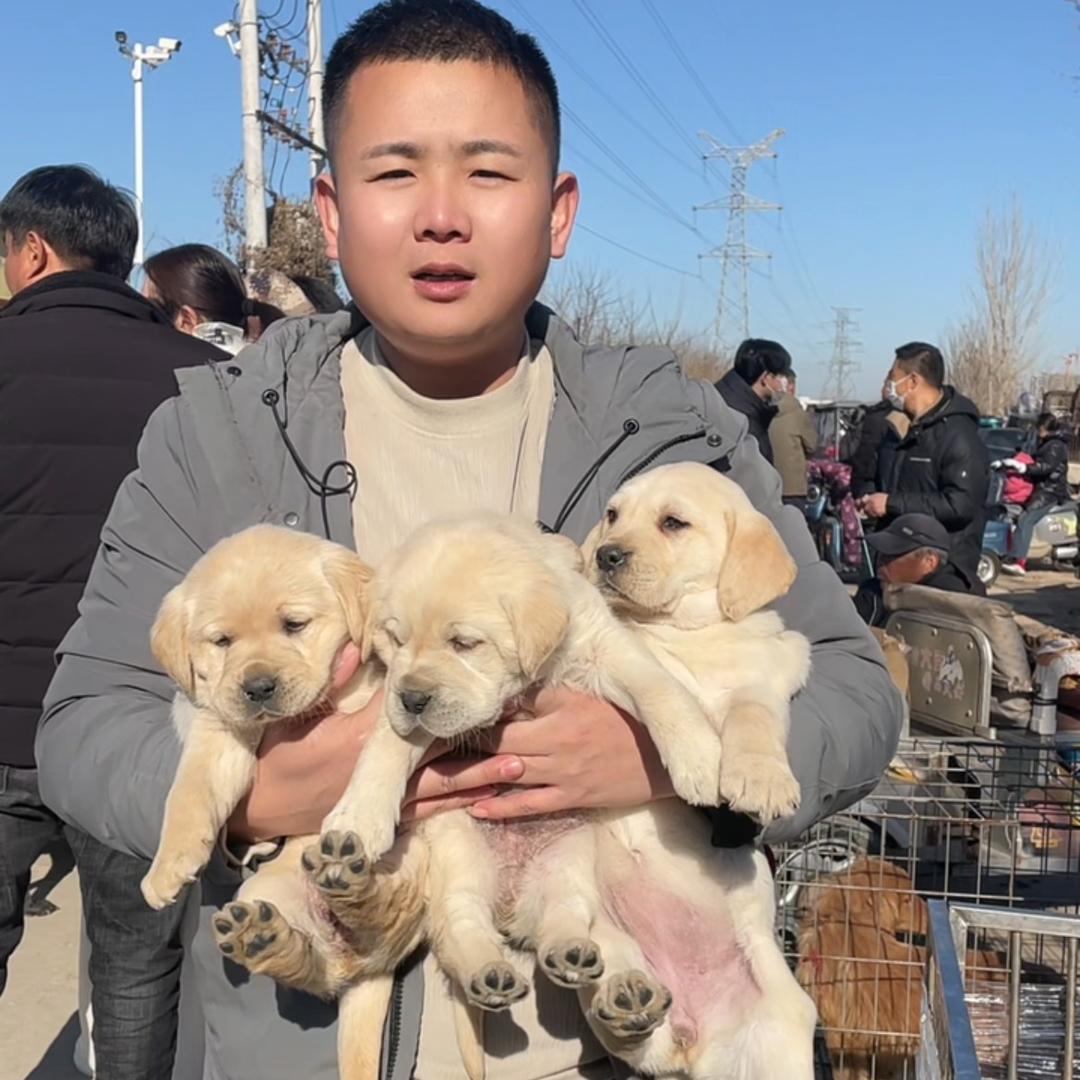 @带你一起淘犬