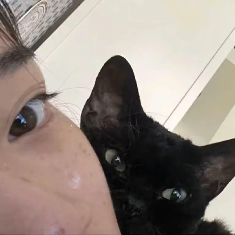 ￴ ￴ ￴ ￴ ￴ ￴ ㅤ会弹琴的猫