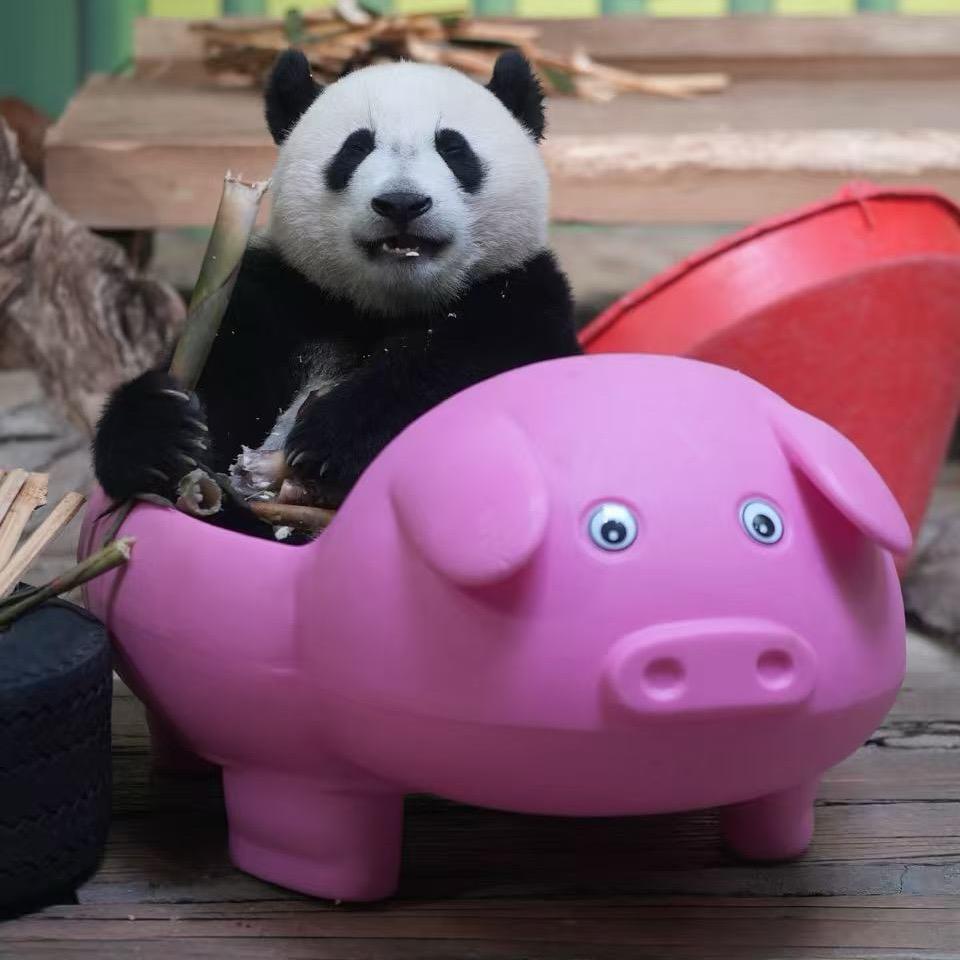 🌈🐈六只猫妈爱丽丝🐼