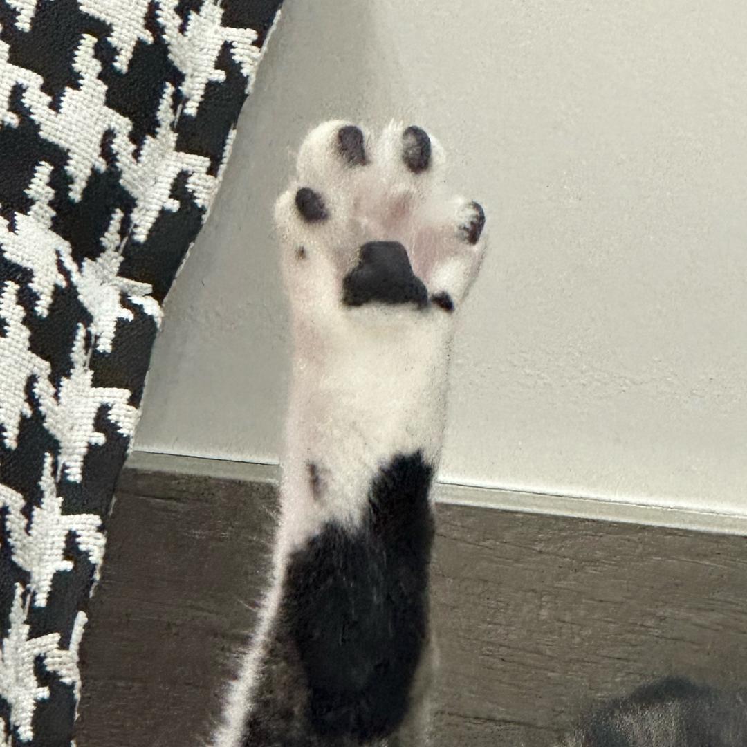 一只狸花猫🐈‍⬛