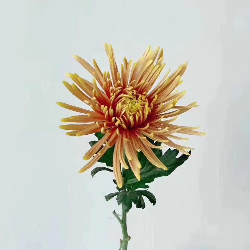 昆明花事屋鲜花