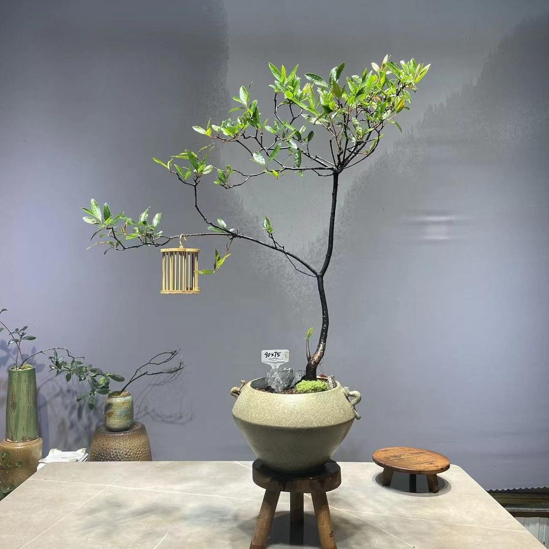 翠花绿植
