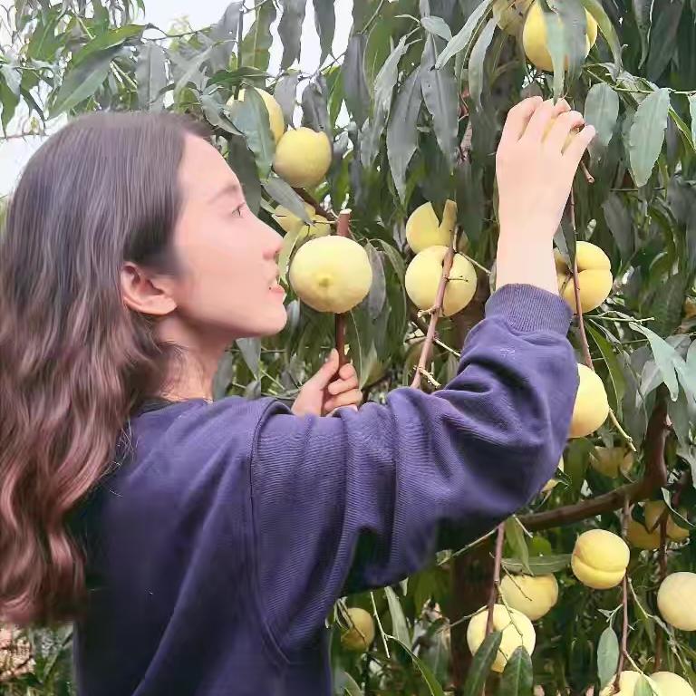 中威果丰苗木种植培育基地-丹丹