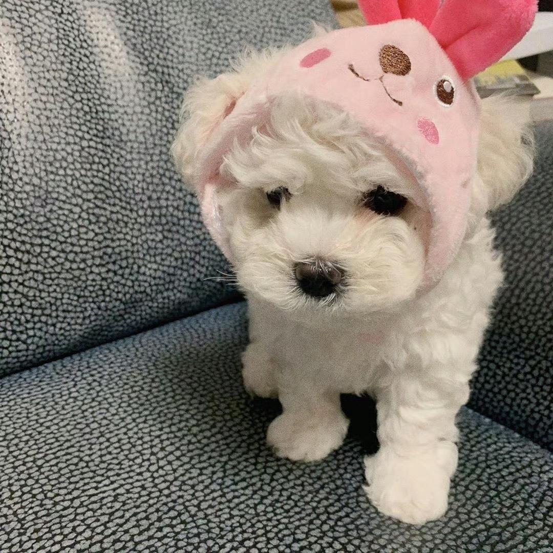 爱吃橘子糖葫芦