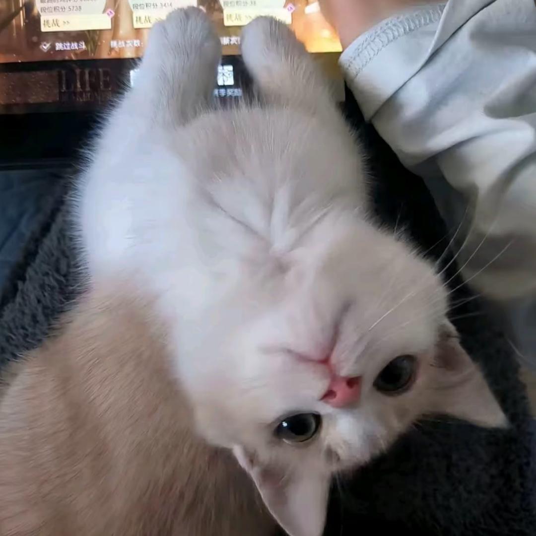 怡