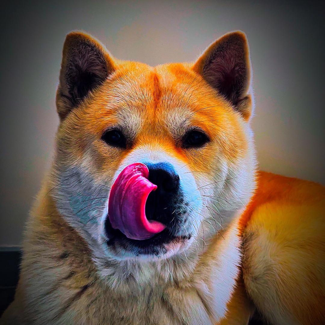 中华田园犬【三台犬舍】