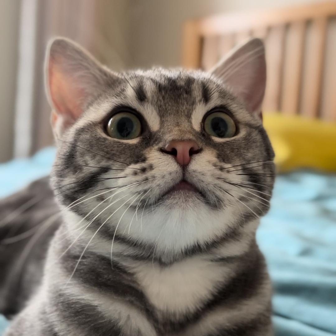 阿短是只猫