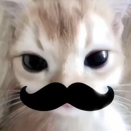 我是一只小猫