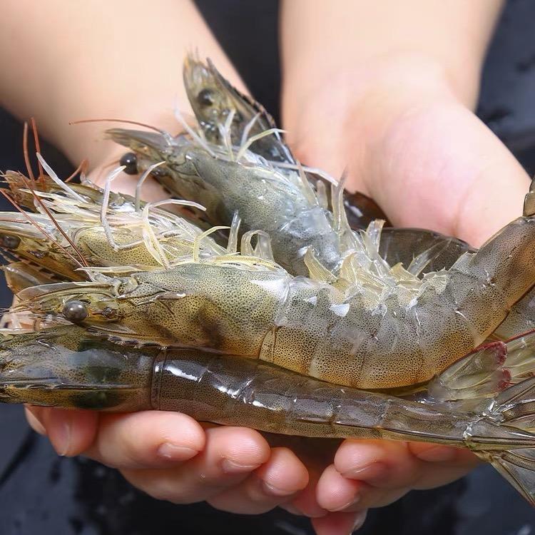 赶海大毛