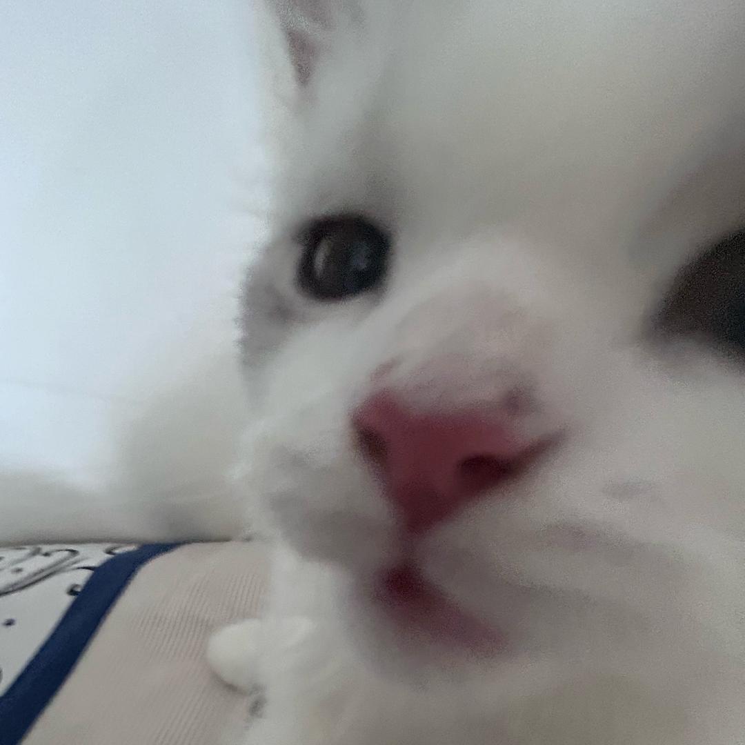 开朗鸡腿