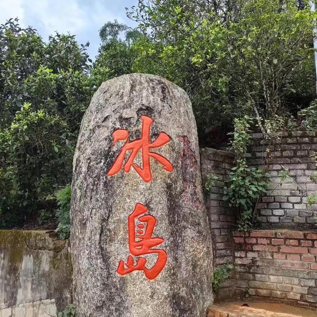 冰岛南迫老寨茶叶