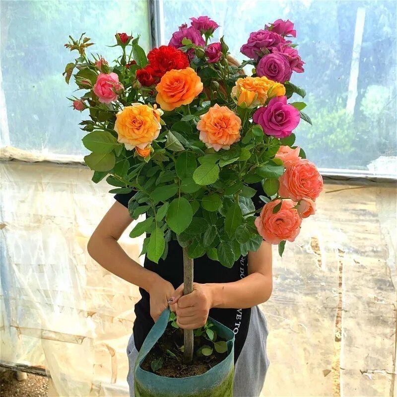 百花草园艺