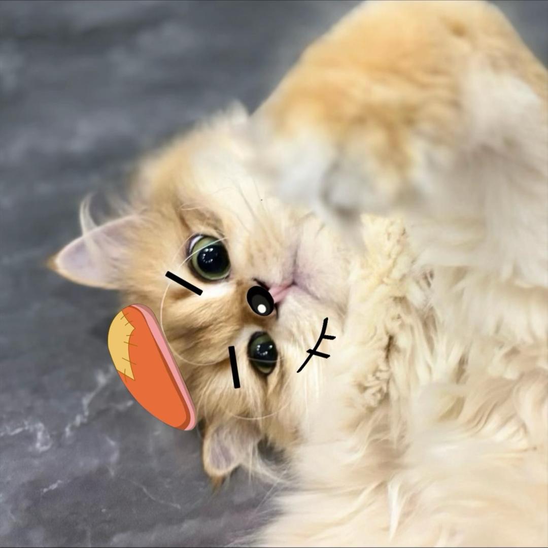 笛琴柳
