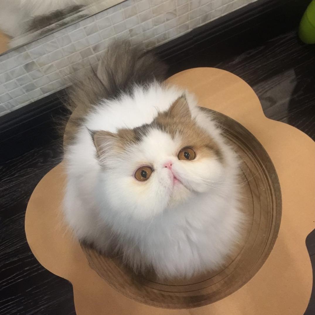 炒鸡蛋