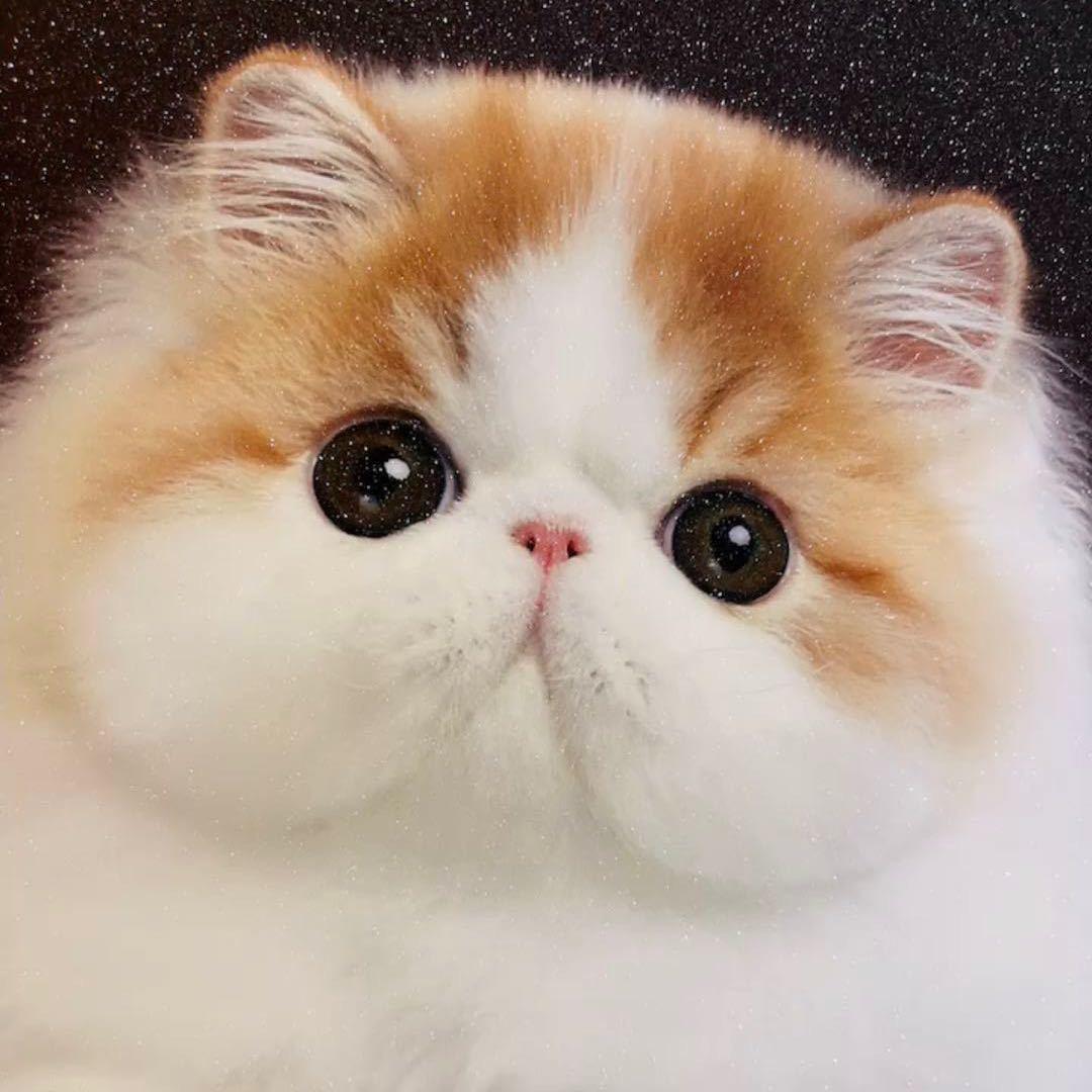 Cher Kitten雪儿家 异国波斯猫