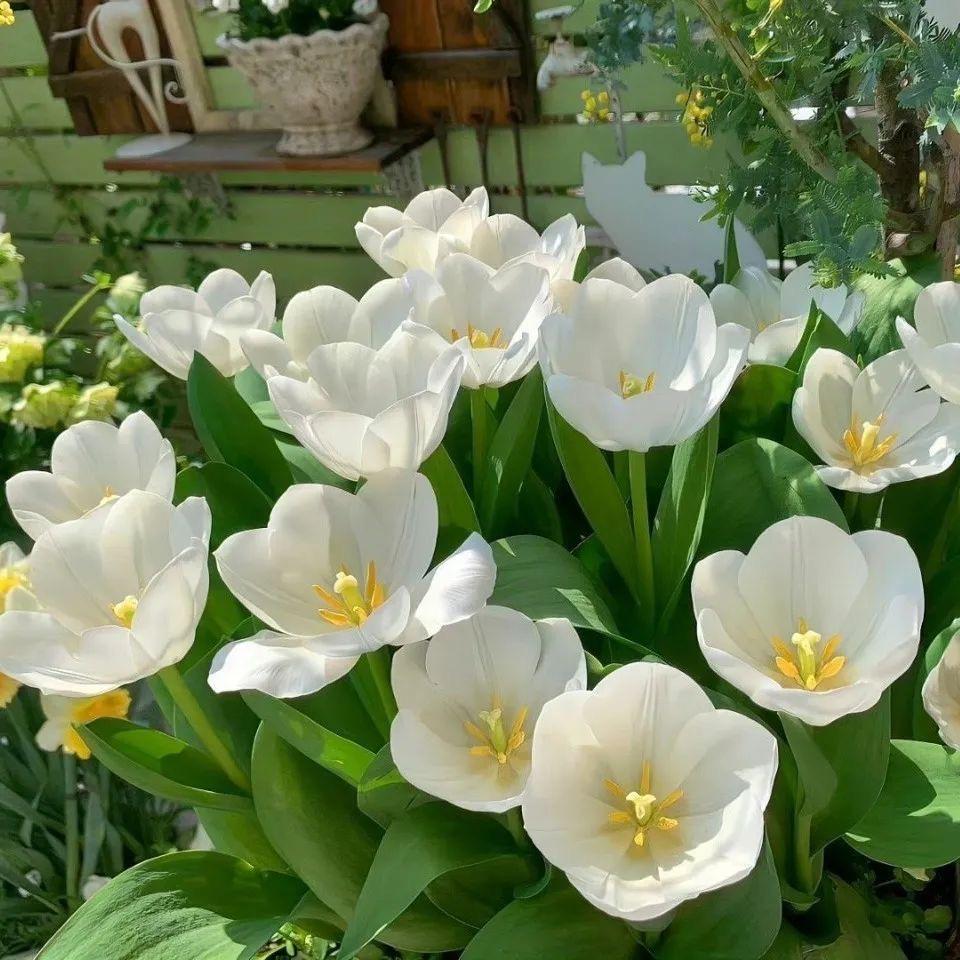 郝仔来花卉园艺