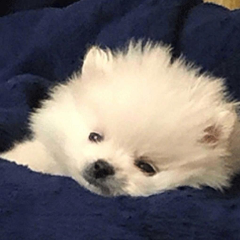 叶羡ต.