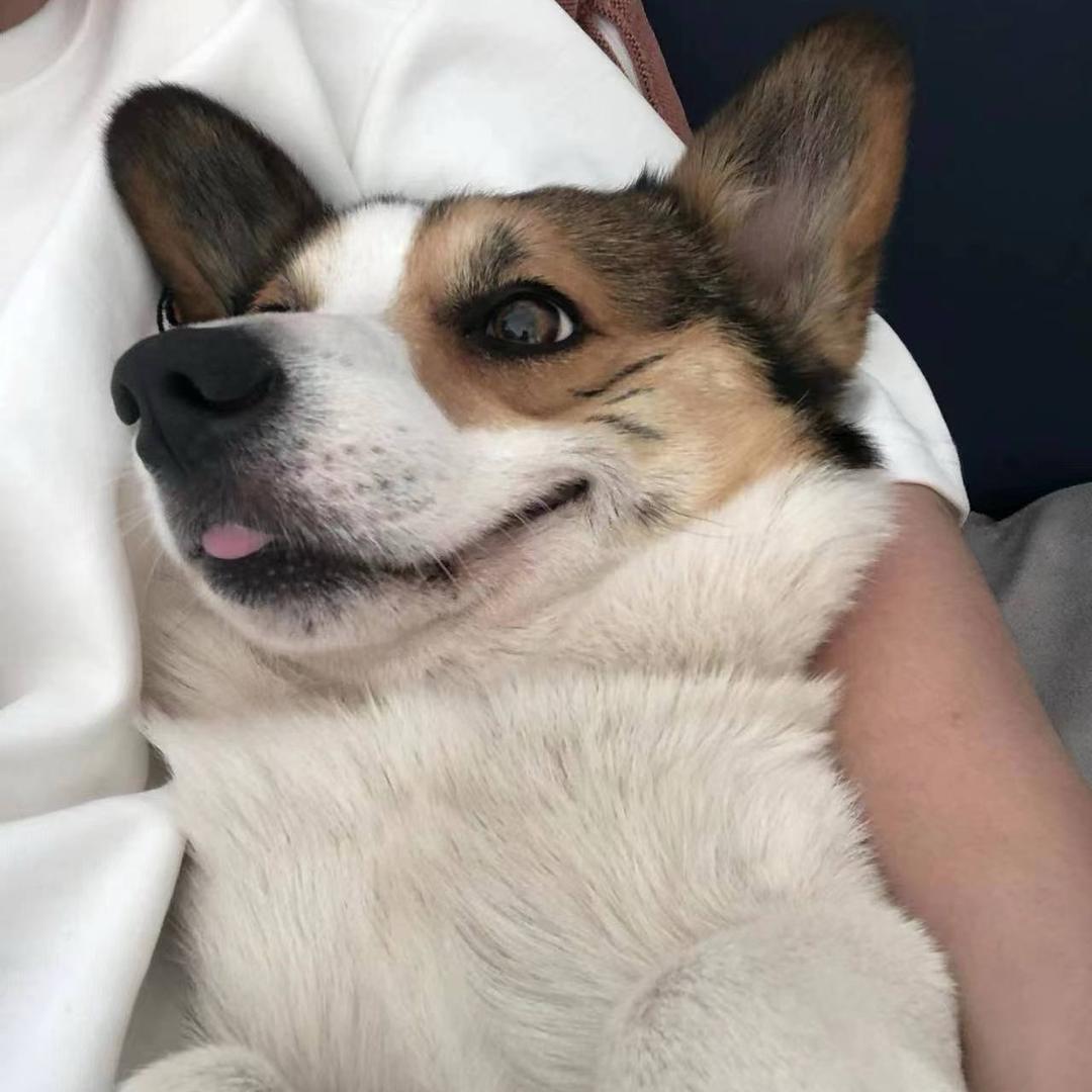 于来财（狗来富）