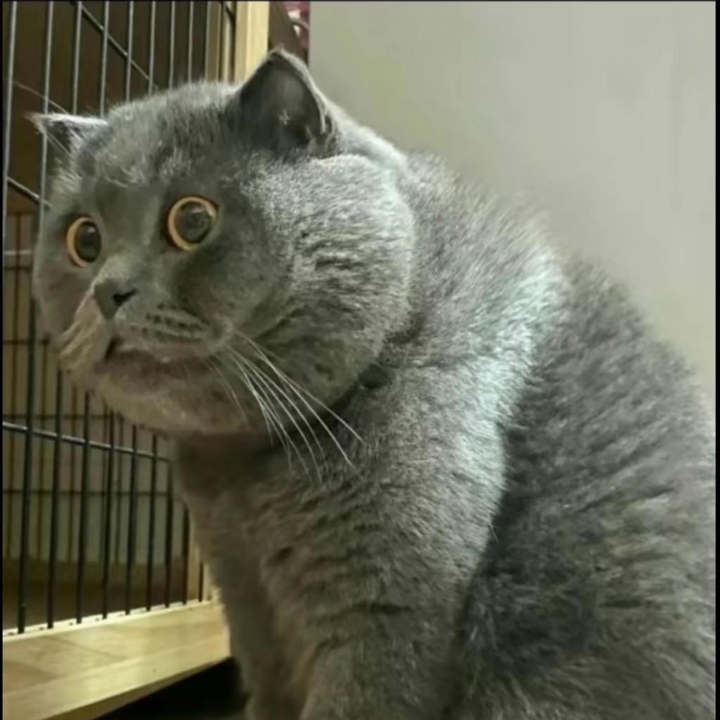 小叮当猫🐰