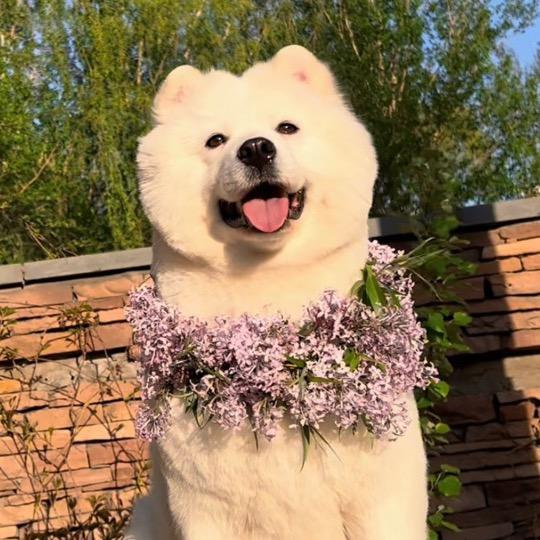 猪猪和她弟