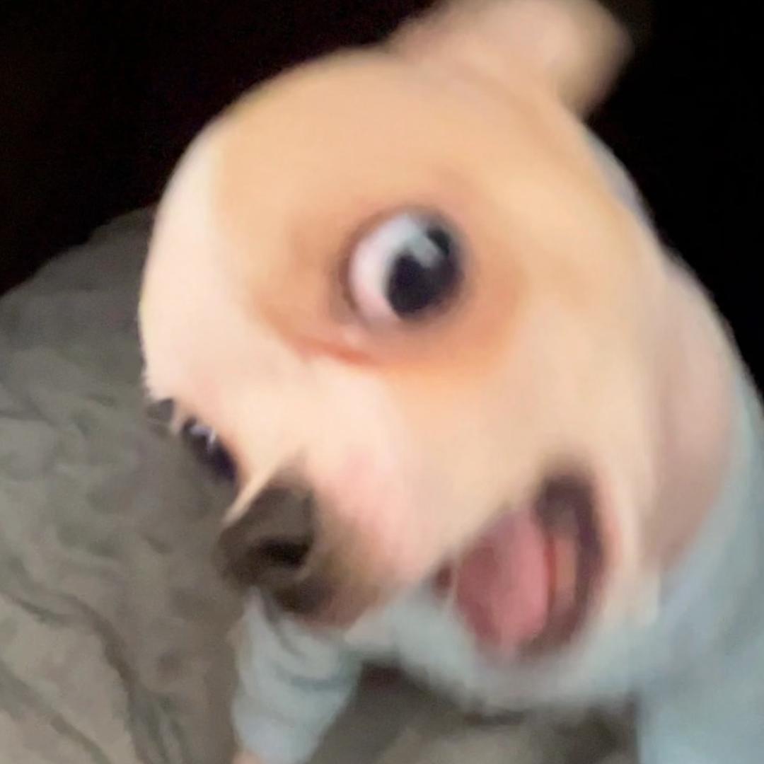 爆炸tomato