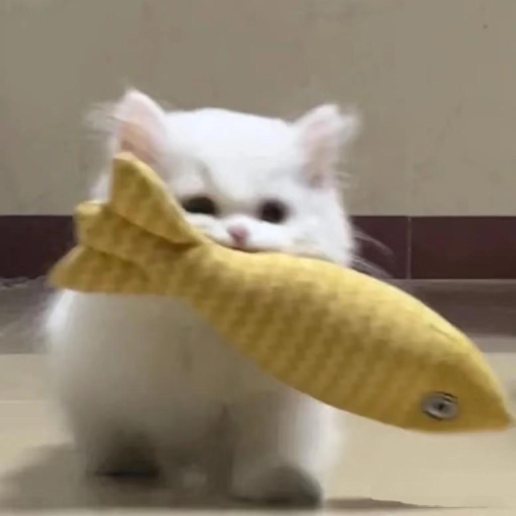 小猫万万岁