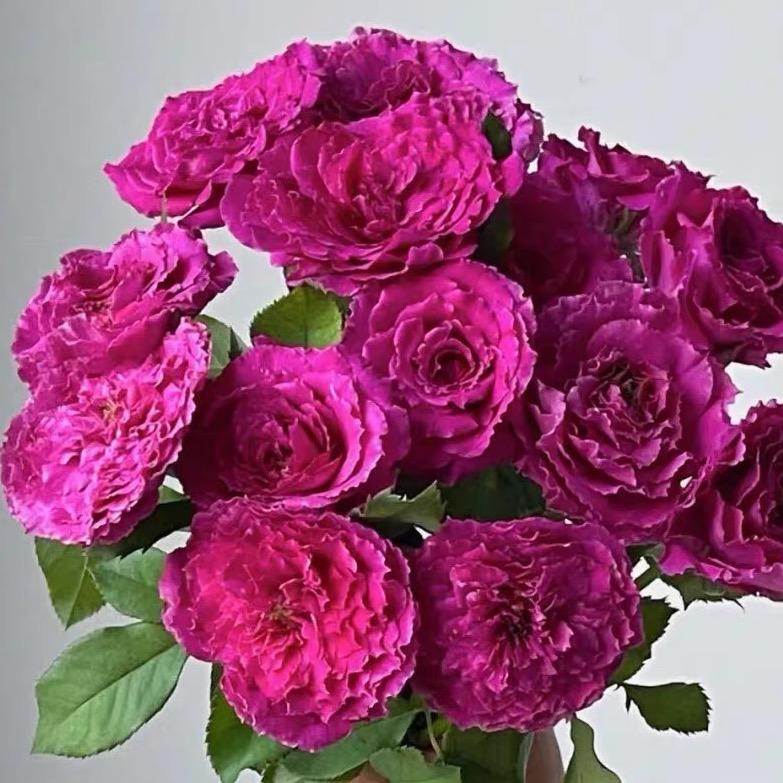 多彩花卉