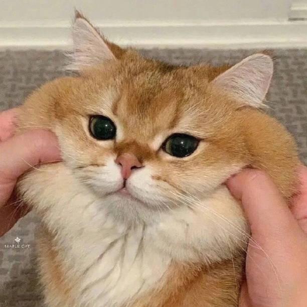 猫仔仔