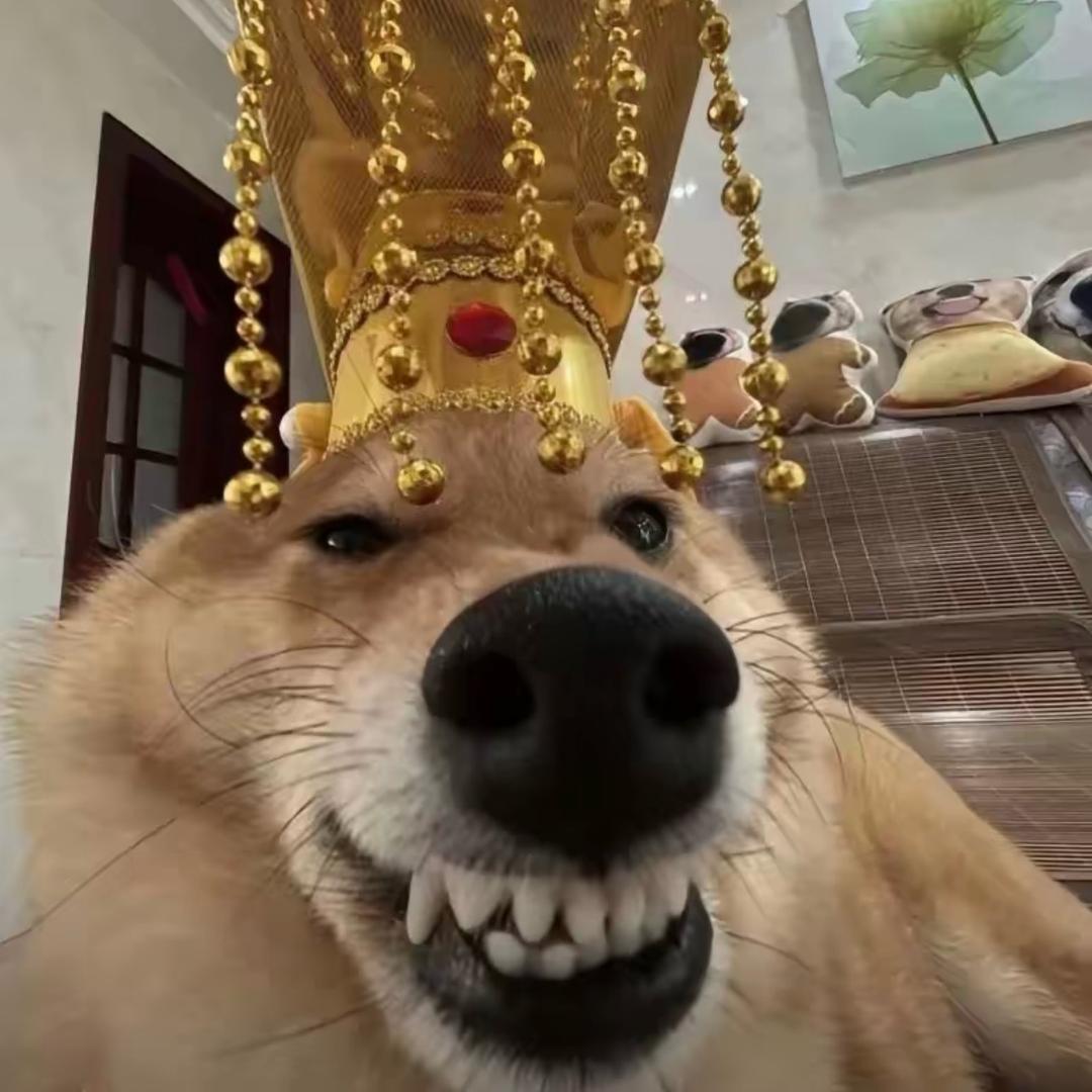 进击滴齐老二