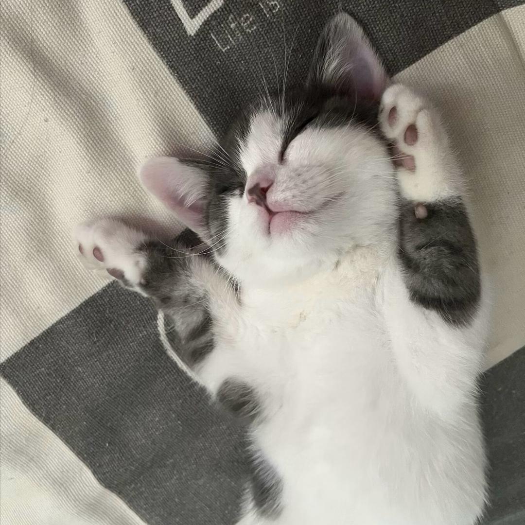 奶豆儿与肉肉🐱🐰