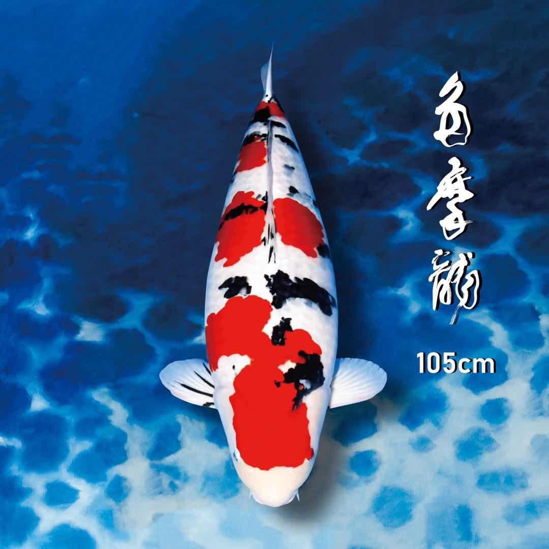 多摩龙锦鲤
