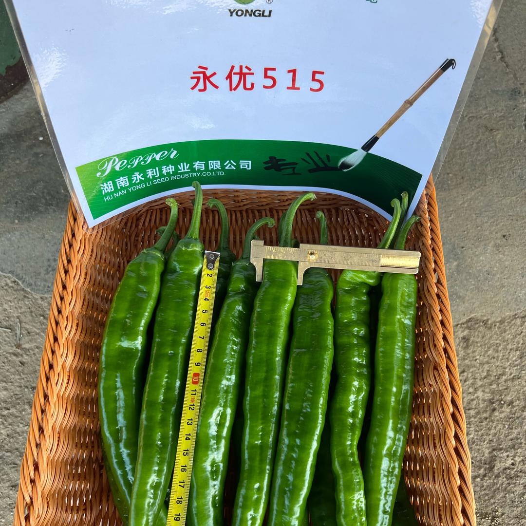 永利种业