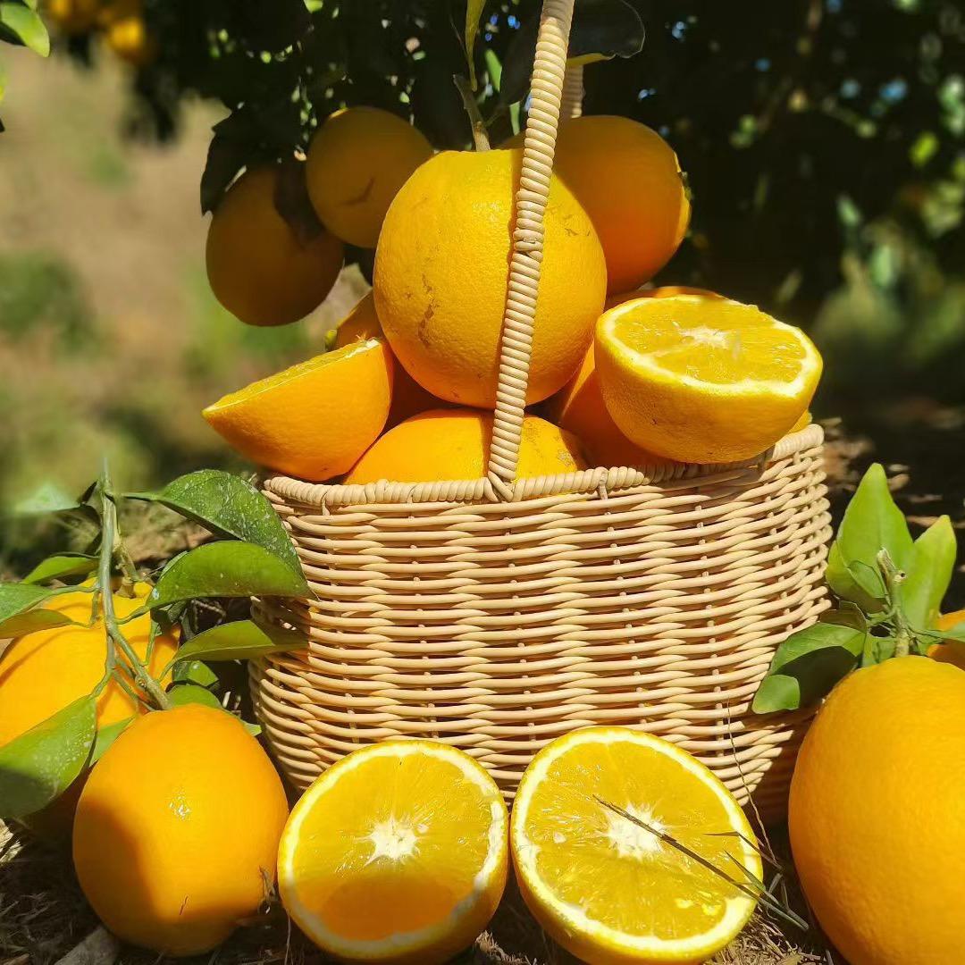 赣南脐橙—全国直发！