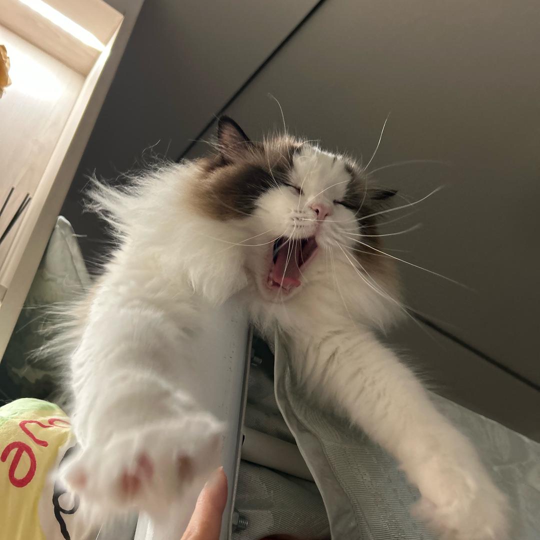 西小喵