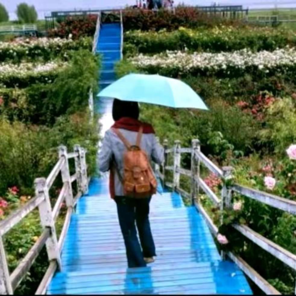 黑玫瑰百货
