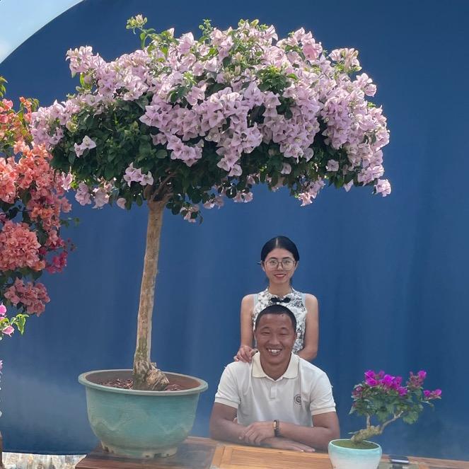老阿姨三角梅