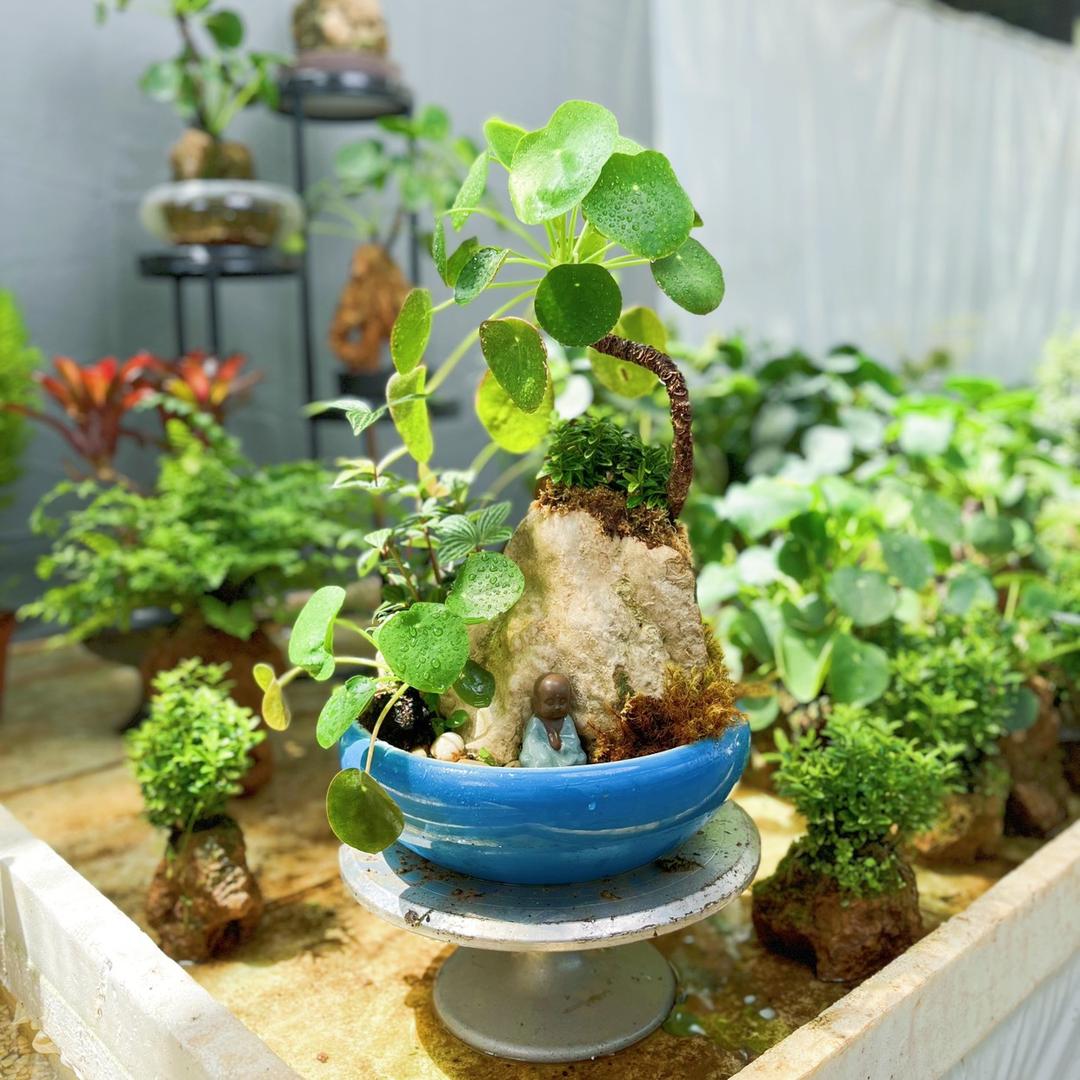 灰灰盆栽