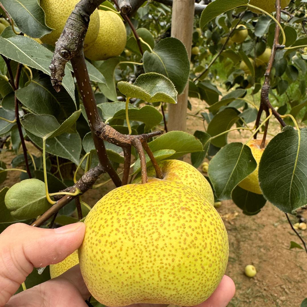 兄弟俩的果园子