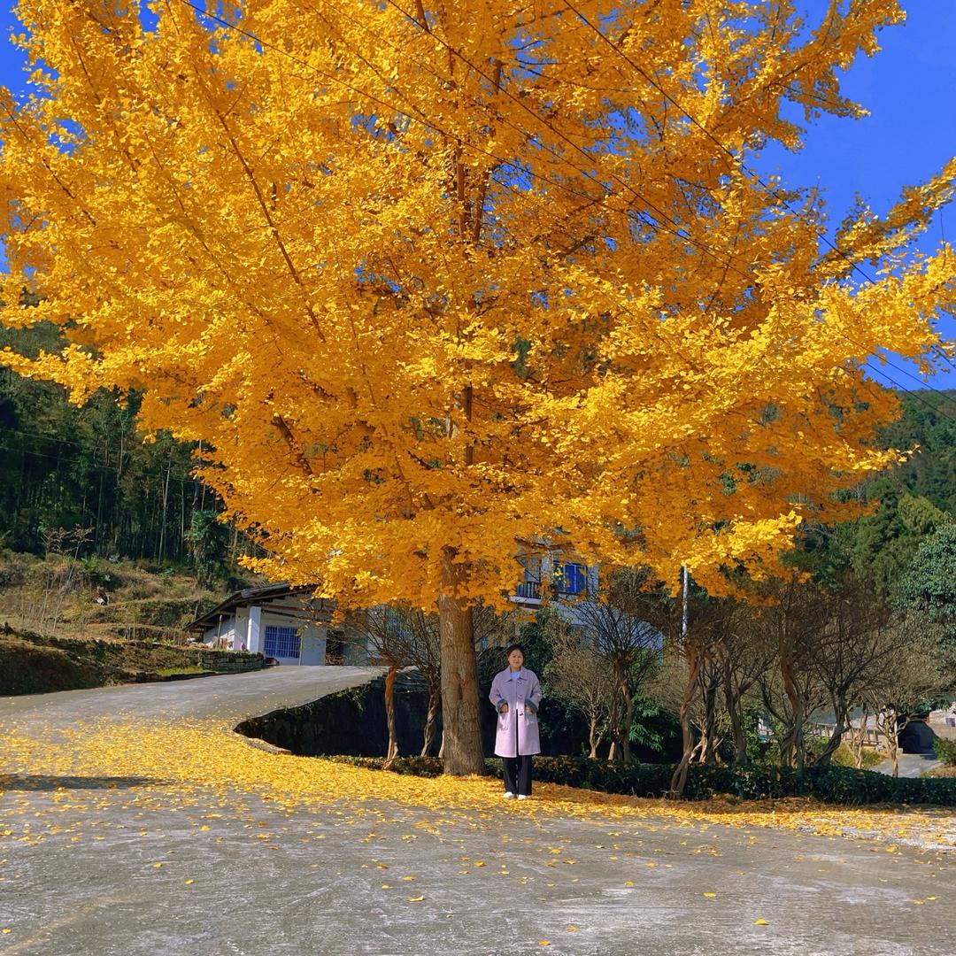 你是我的敬亭山