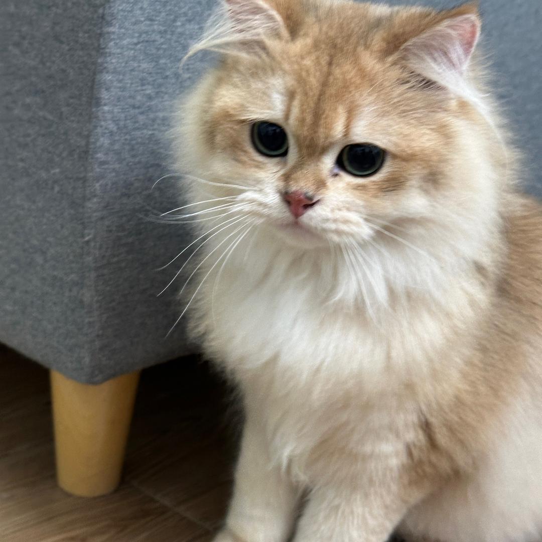 小猫一家