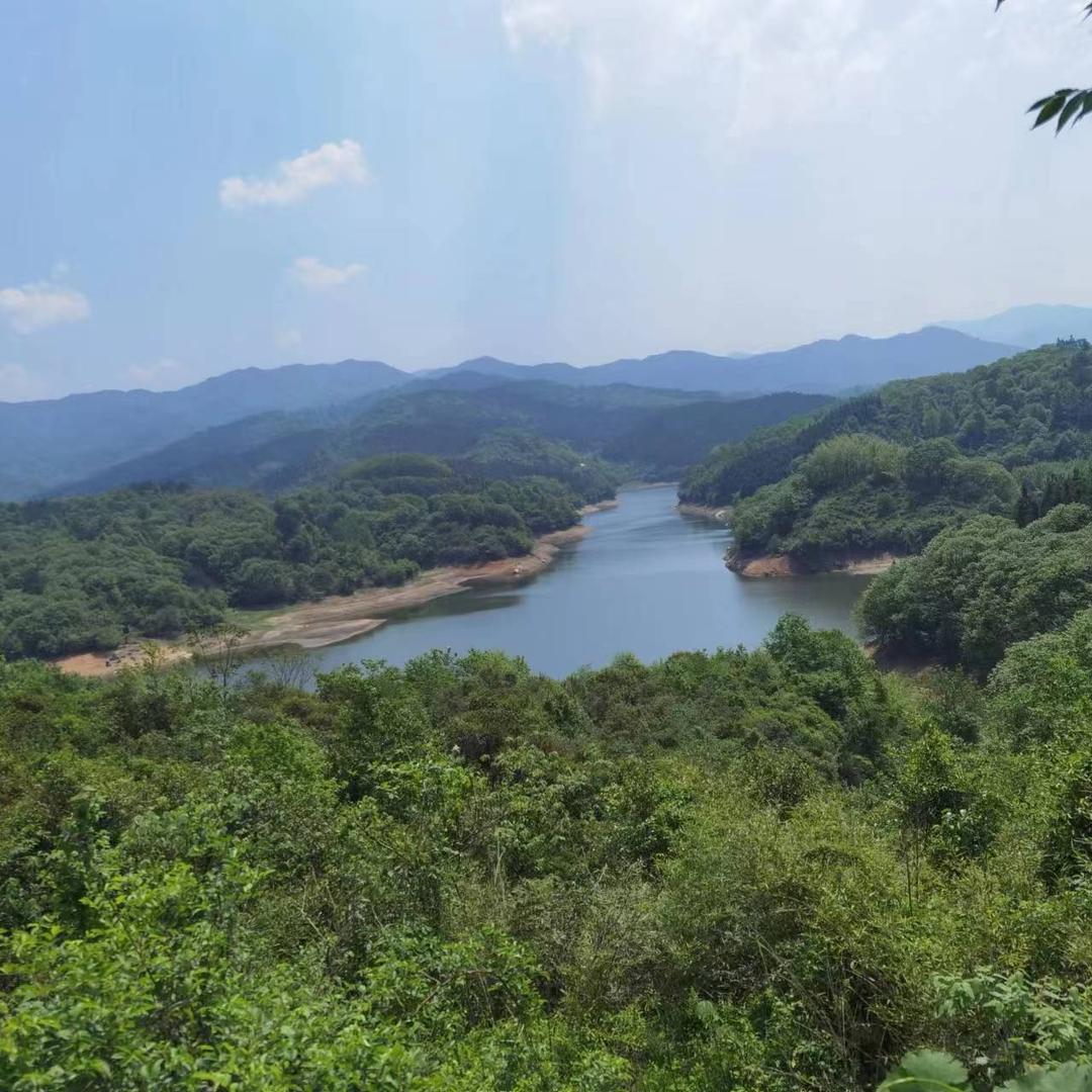 苹果树