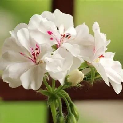 瑞狄蕤籴