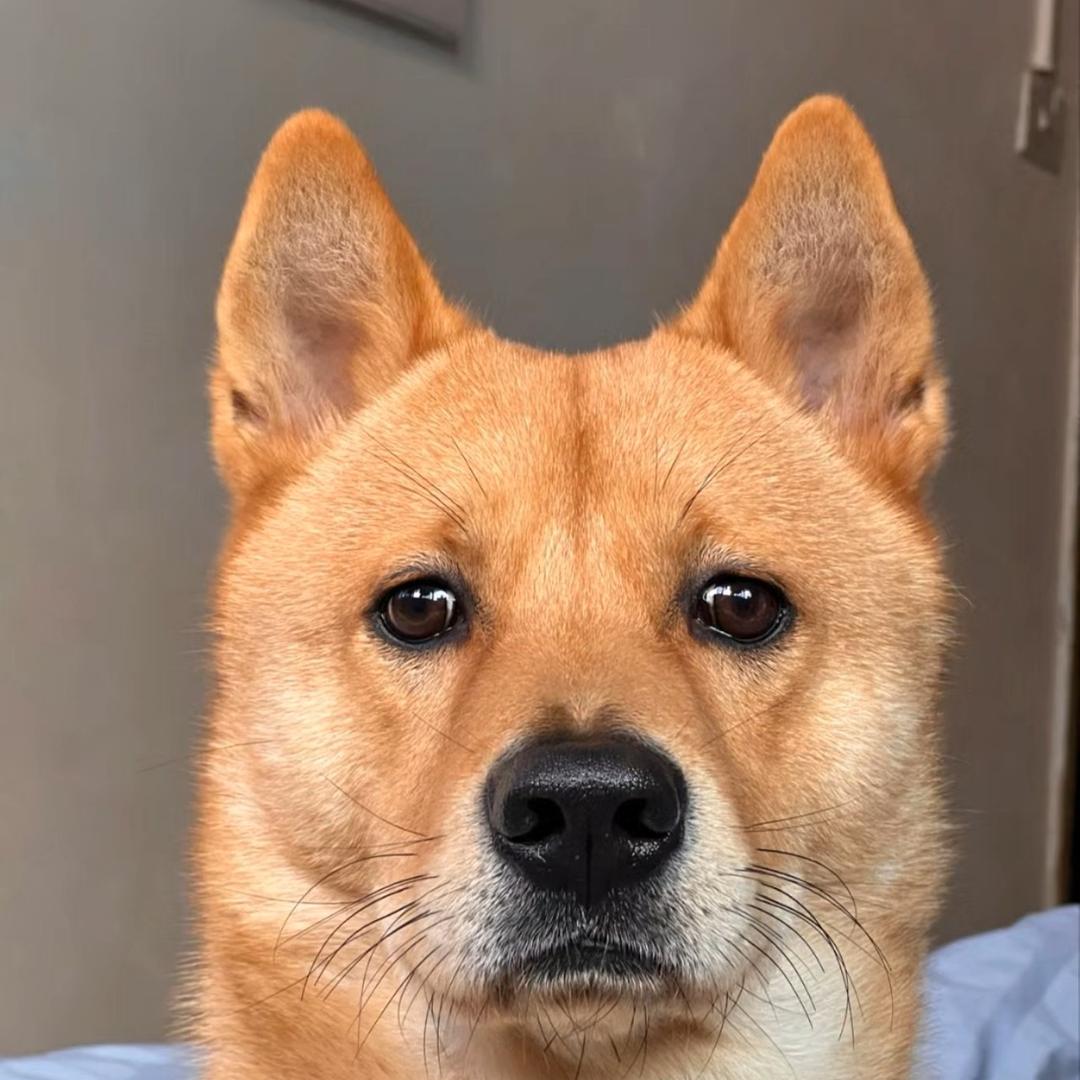 淘中华田园犬