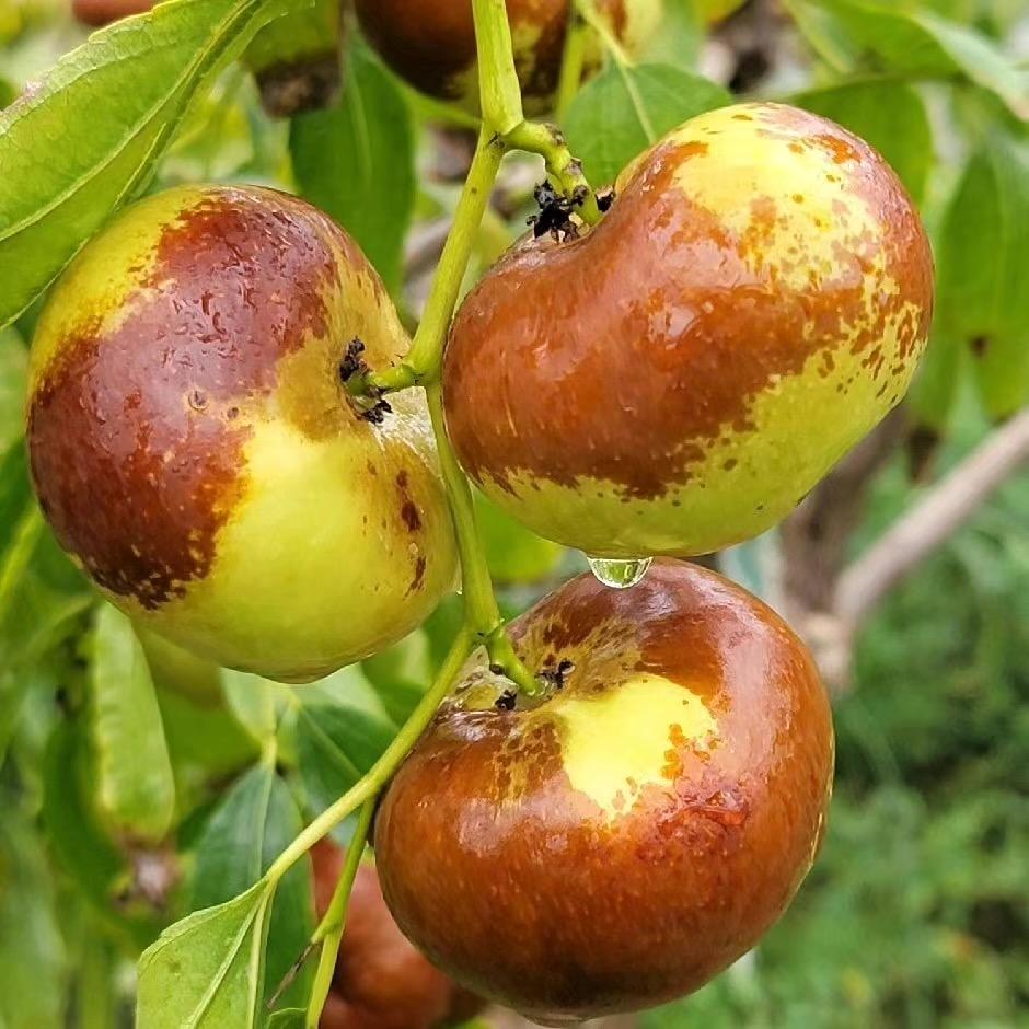 七叶岛鹏华果树苗木专卖店