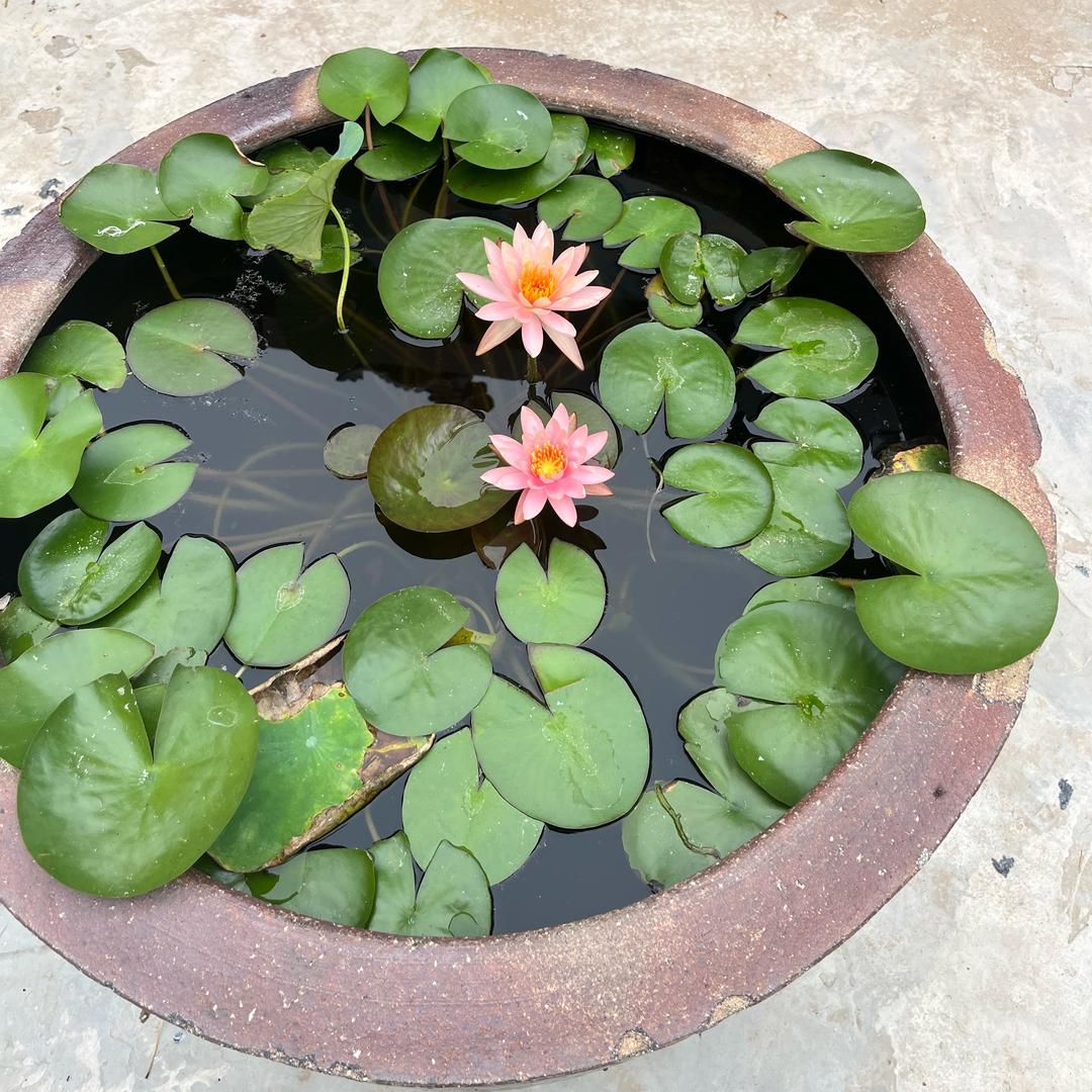 小毛收购大蒜🧄花生🥜