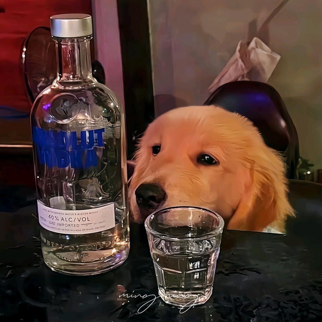 黑猫小帅，（夜市分享推广）