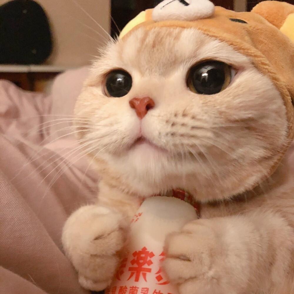 两团小猫纸