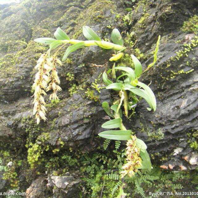 安宁凹子人家农家乐饭店
